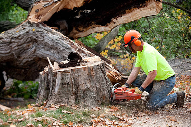 Reliable Ulysses, KS Tree Removal Solutions